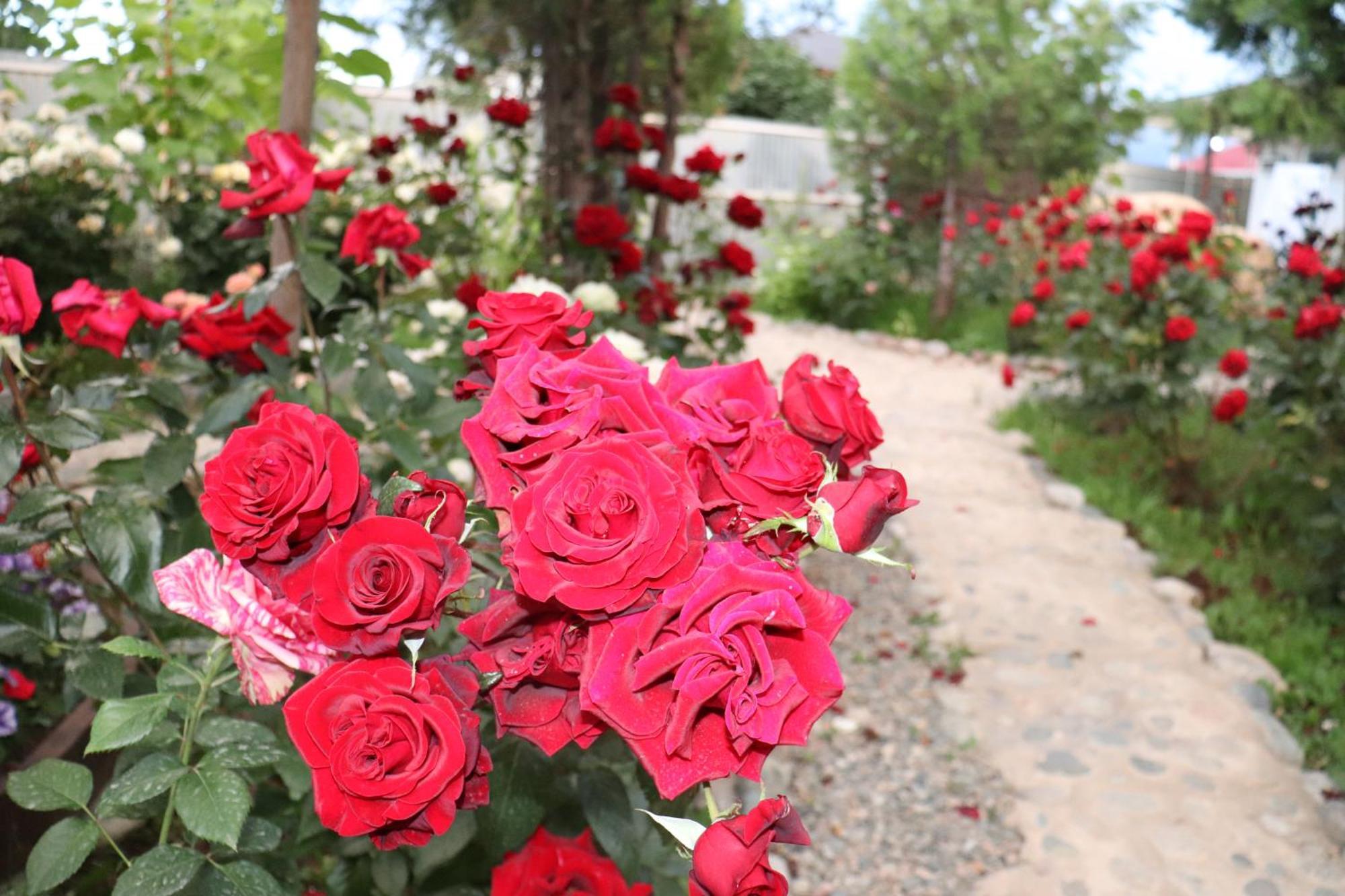 Happy Nomads Yurts & Hostel Karakol Bagian luar foto